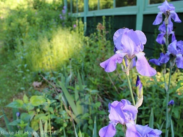 irises